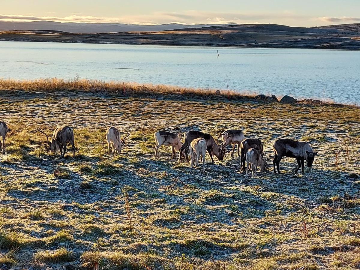Austertanakrystallen By Pure Lifestyle Arctic Eksteriør billede